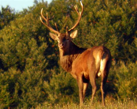 Caccia Al Cervo Rosso Maschio Hunting Travel Club