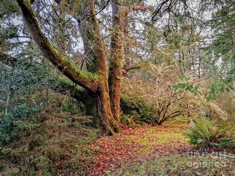 Old Grove Warrenton 2021 Photograph By Michael Ziegler Fine Art America