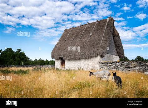 Curly Haired Sheep Hi Res Stock Photography And Images Alamy