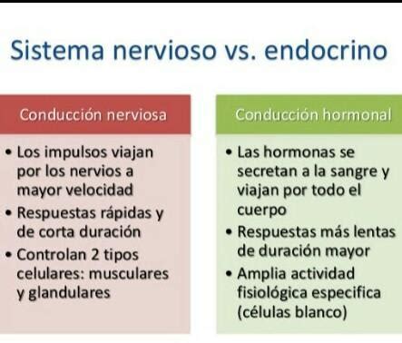 Un Cuadro Comparativo Entre El Sistema Endocrino Y El Sistema Nervioso