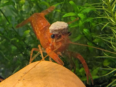 Whats Wrong With My Crayfish Rcrayfish