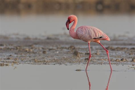 This Kenyan National Park Has Nearly One Million African Flamingos