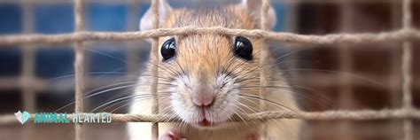 Best Gerbil Cages: Top Picks for Your Furry Friend — Animal Hearted Apparel