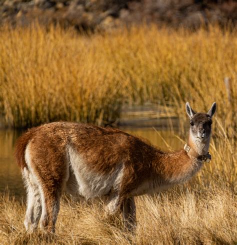 Patagonia National Park: Rewilding Argentina - We Are Wildlife