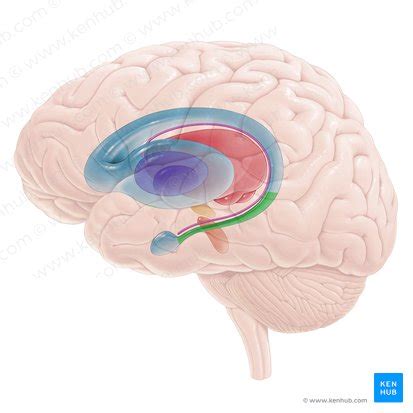 Nucleus Caudatus Anatomie Funktion Kenhub