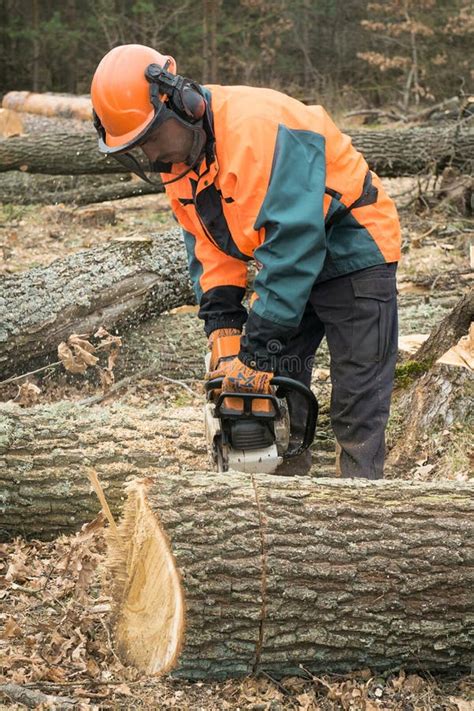 Forestry Worker With Chainsaw Is Sawing A Log Process Of Logging Stock