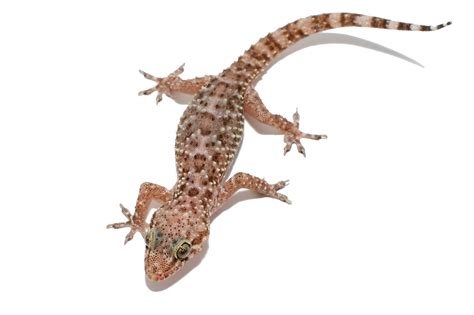 Lizards of South Carolina | South Carolina Partners in Amphibian and ...