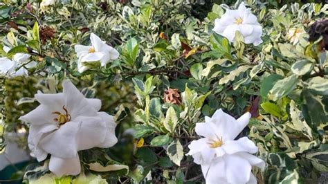 National Plant Variegated Rosal Plant Gardenia Jasminoides YouTube