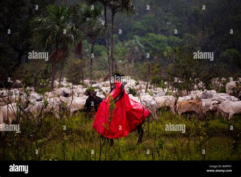 Rain Forest South America Cattle Hi Res Stock Photography And Images