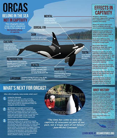 Life Span Of An Orca