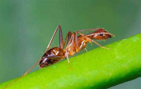 Crazy Ants | A Guide To Dallas & North TX Ant Control