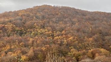 Indicateurs de létat de santé des forêts du pôle Sud Est DRAAF PACA