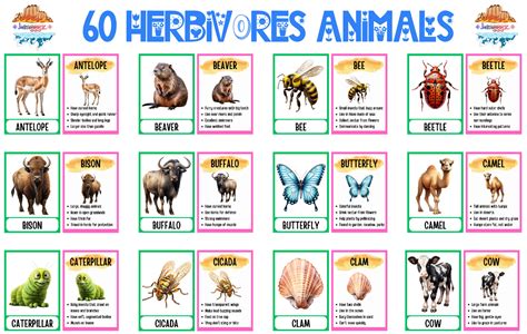 Flashcards: 60 Herbivorous Animals - Teacher Heng: Insightful Educator