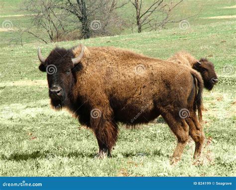 Buffalo Royalty Free Stock Images Image 824199