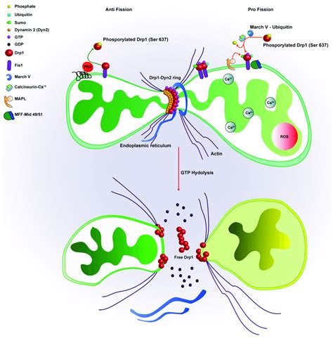 34 Mitochondrial Fission Schematic Of The Mitochondrial Fission