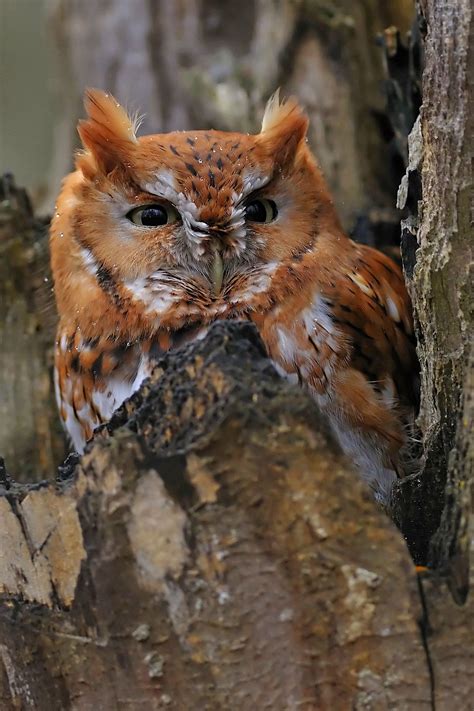 Eastern Screech Owl Red Morph Eastern Screech Owl Screech Owl