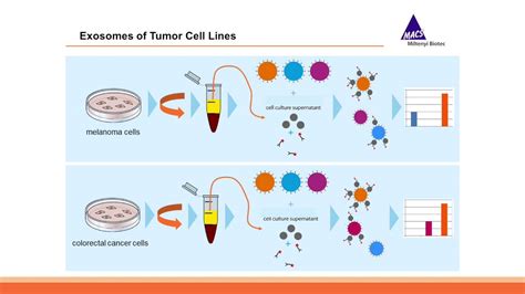 Exosome Beads Flow Cytometry Bead Skin Bright