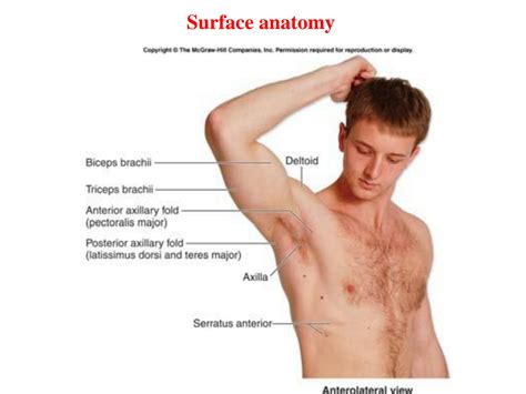 Solution Anatomy Of Axilla Arm Studypool