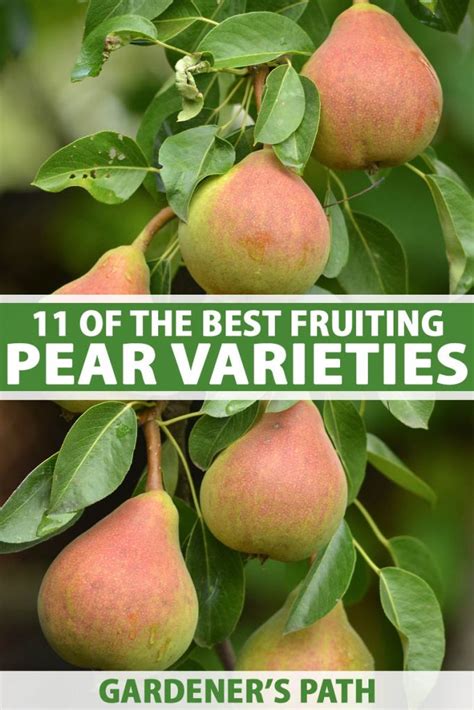 Of The Best Fruiting Pear Varieties Gardeners Path