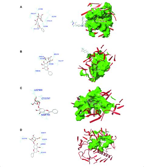 Molecular Docking Patterns Of Core Target Receptors With Baicalin In