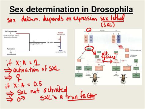 Ppt Bio 304 Lecture 15 Powerpoint Presentation Free Download Id