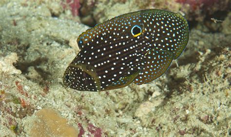 Galaxy Fish Okinawa Nature Photography