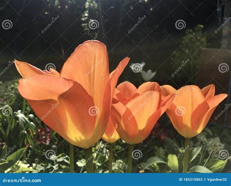 Orange Tulip Flowers Growing In A Garden Stock Photo Image Of Bloom