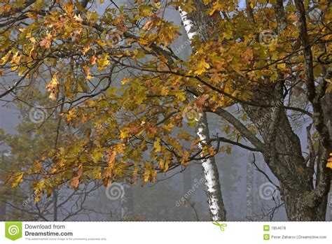 Bosque Brumoso Del Otoño Foto De Archivo Imagen De Arces 1854678