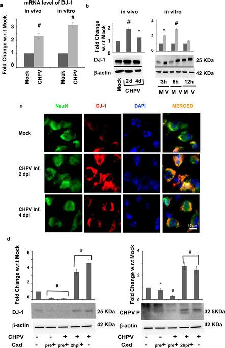 CHPV Infection Stimulates DJ 1 Expression Representative Graph