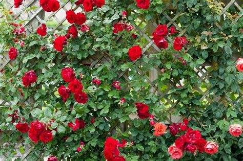 Pergola For Roses: Elevating Outdoor Elegance - Pergolaz