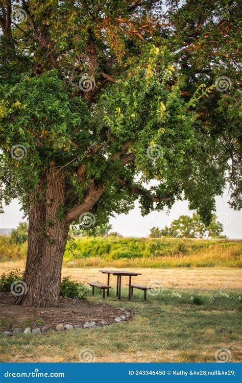 A Picnic Table Under A Shade Tree Stock Photo Image Of Peaceful