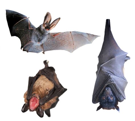 Chauve-souris