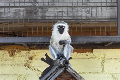 A White Monkey With A Black Face Sad Monkey In A Zoo Cage Stock Image