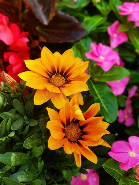 Red Yellow Pink Flowers With A Background Of Green Leaves Stock Photo