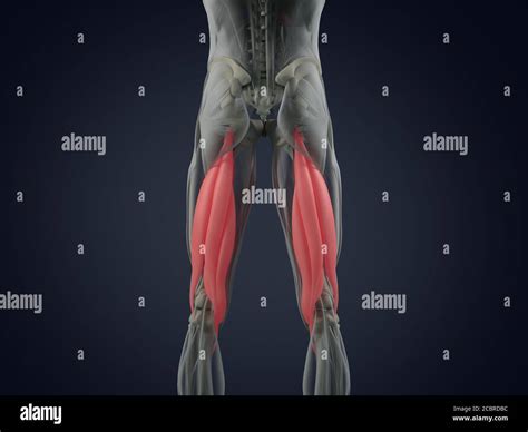 Hamstring Muscle Group Human Anatomy Muscle System 3d Illustration