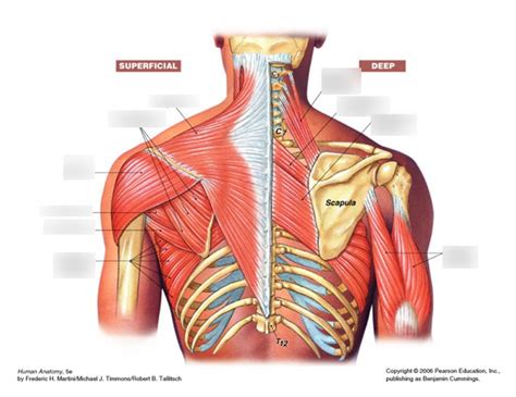 Bio 214 Muscles Back Muscles Upper Limb Diagram Quizlet