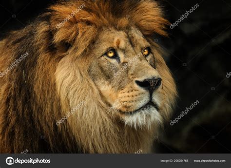 Profile Berber Lion Big Yellow Eyes — Stock Photo © Denisapro #205254768