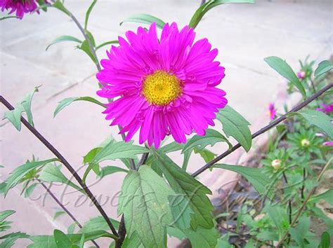 Callistephus chinensis - China Aster