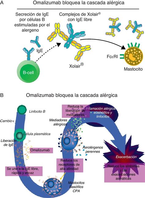 Inmunoglobulina E Qu Es Y Por Qu Puede Estar Alta Doctor Online