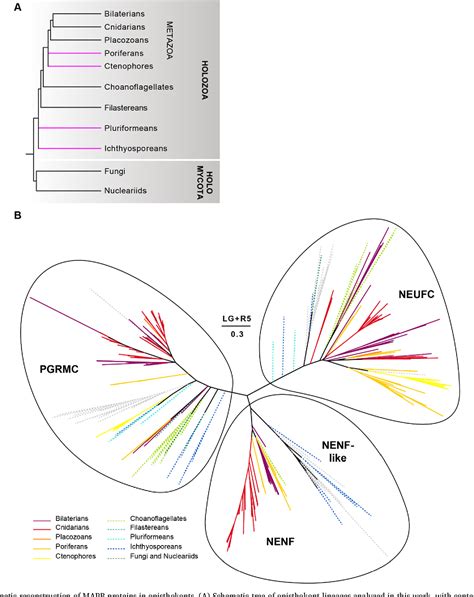 Figure 3 from Molecular Phylogenetics and Evolution | Semantic Scholar