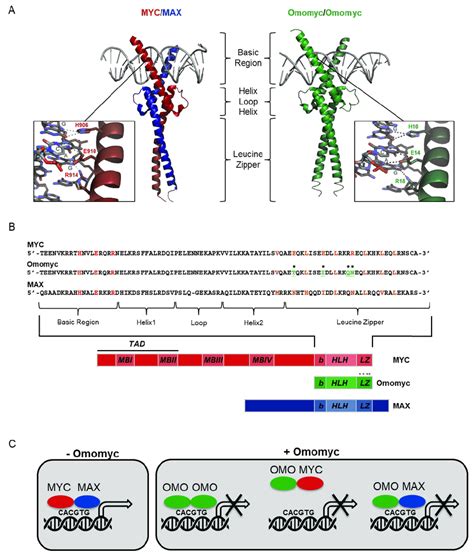 Omomyc Acts As A Dominant Negative Of Myc Proteins A Representation