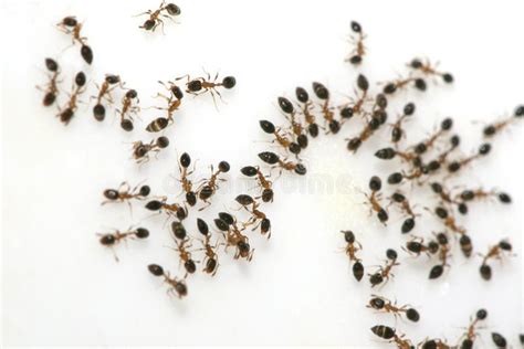 Ants On Sugar Stock Photos - Image: 1298643