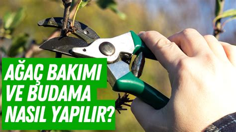 Ağaç bakımı ve budama nasıl yapılır Busabah Malatya