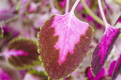 Coleus Flowers Leaves - Free photo on Pixabay