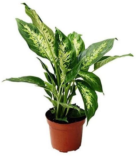 Nv Live Diffendiffen Pandia Decorative Plant With Pot Ornamental