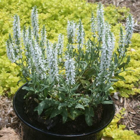 Salvia Nemorosa Lyrical White Meadow Sage From Sandys Plants