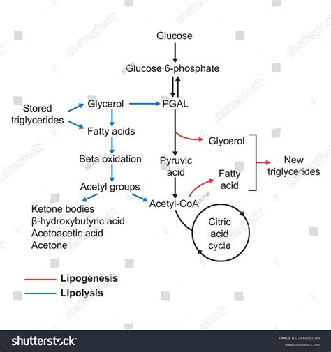 Glucose Metabolism Pathway Simple