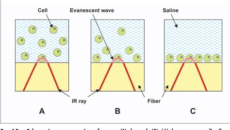 Figure 1 From Fiber Optic Evanescent Wave Spectroscopy In The Middle