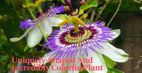 Passiflora Caerulea Care Guide Growing The Passion Flower