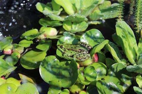 Frog,pond,water,green,green frog - free image from needpix.com